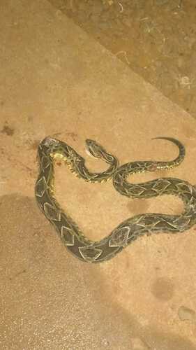 Painted Lancehead, Bothrops diporus