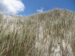 Thinopyrum distichum