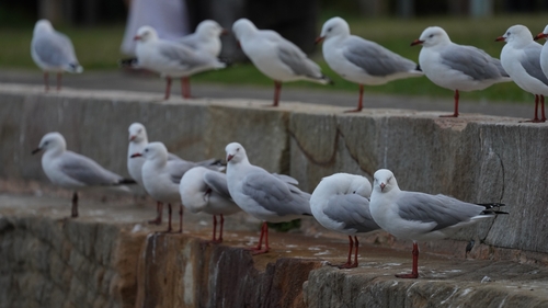Silver Gull, photo 7 of 7