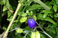 Dianella ensifolia