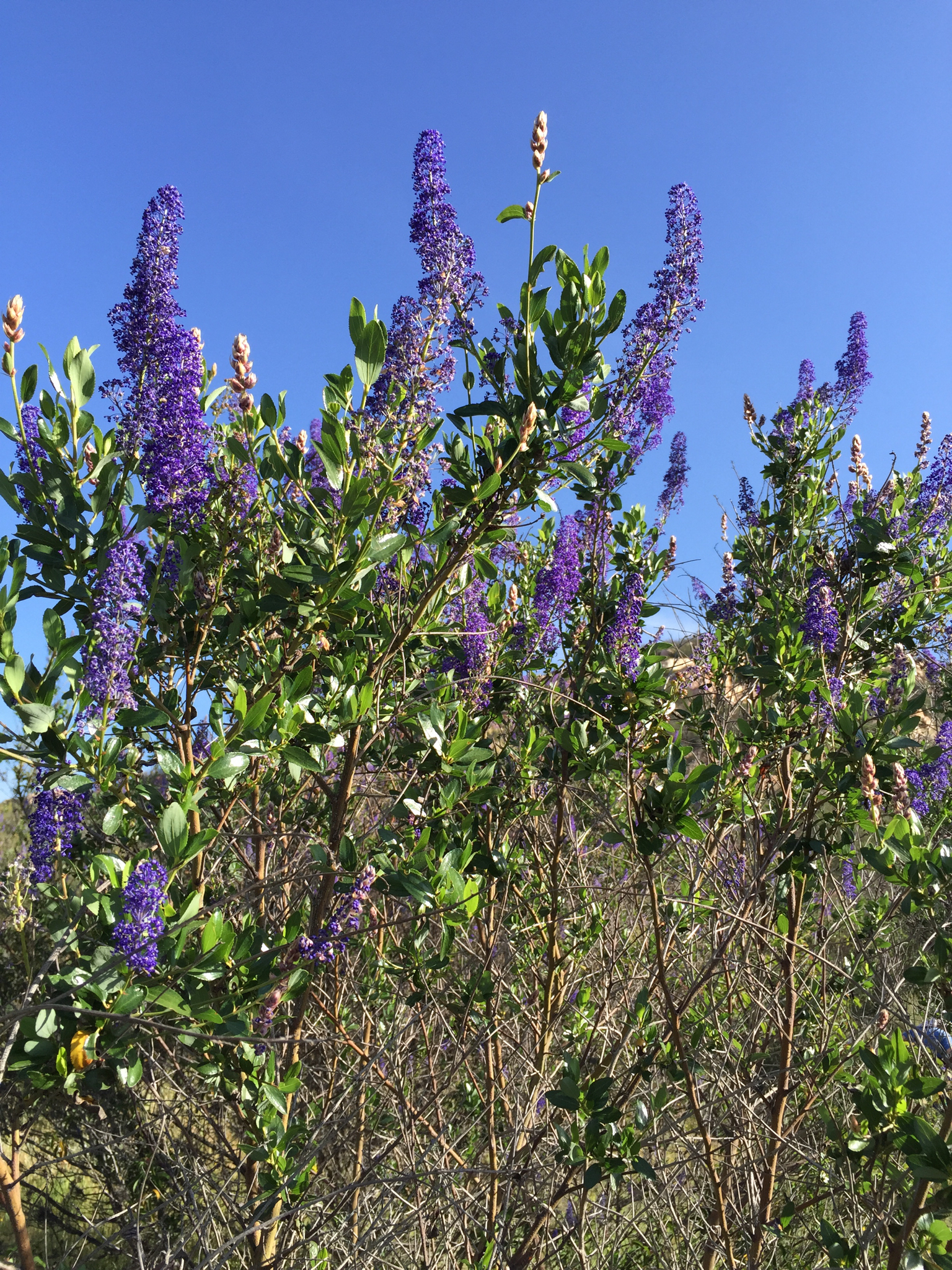 Ceanothus cyaneus