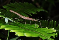 Neohirasea hongkongensis
