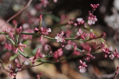 Eriogonum cithariforme