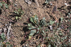 Eriogonum cithariforme