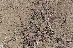 Eriogonum cithariforme