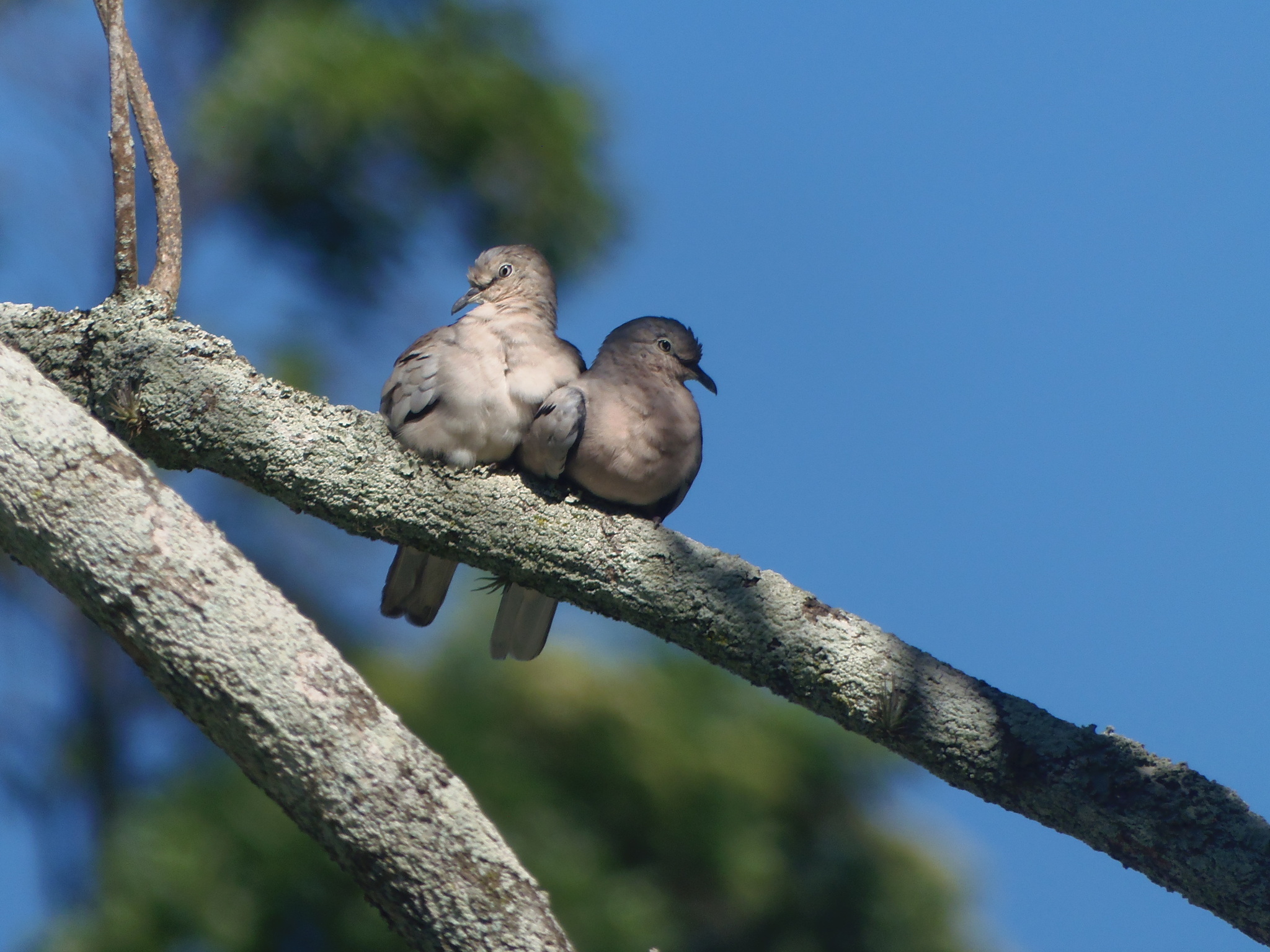 Picui Ground Dove illustration