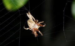 Neoscona menghaiensis