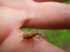 Curculio occidentis