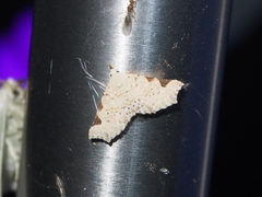 Prolophota trigonifera