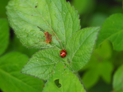 Propylea luteopustulata