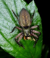 Thelcticopis severa