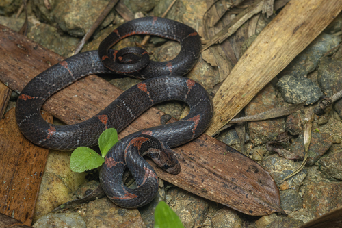 Photo of a Barred Kukri Snake (Oligodon signatus)