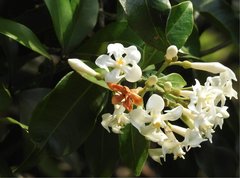 Melodinus suaveolens