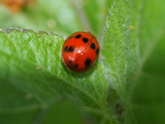 Propylea luteopustulata