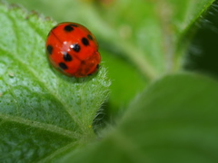 Propylea luteopustulata