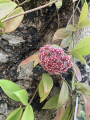 Hoya