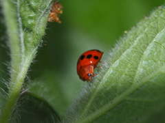 Propylea luteopustulata