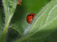 Propylea luteopustulata
