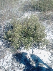 Phylica cephalantha