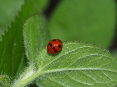 Propylea luteopustulata