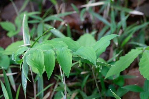 Image of Polygonatum lasianthum by (c) WATANABE Hitoshi 渡辺仁, some rights reserved (CC BY)