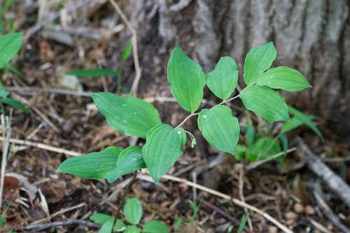Image of Polygonatum lasianthum by (c) WATANABE Hitoshi 渡辺仁, some rights reserved (CC BY)