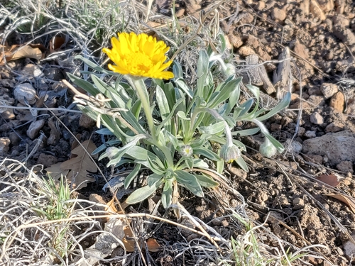 Image of Tetraneuris argentea by no rights reserved