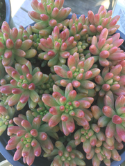 Sedum × rubrotinctum