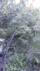 Maytenus acuminata