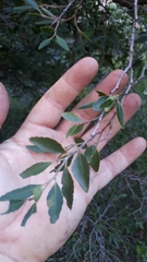 Maytenus acuminata
