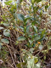 Palicourea vaginata