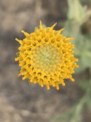 Geraea viscida