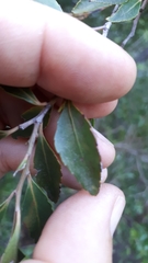 Maytenus acuminata