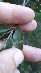 Maytenus acuminata