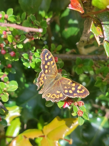 Pararge aegeria