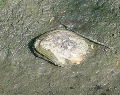 Sinanodonta woodiana