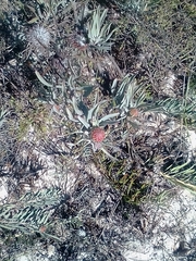 Leucospermum tomentosum