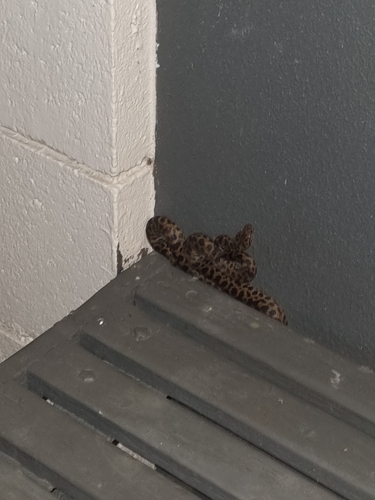 Spotted Python sighting