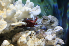 Lysmata debelius