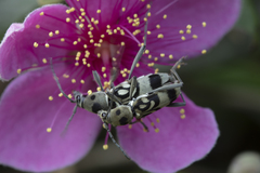 Chlorophorus macaumensis