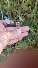 Trifolium ciliolatum