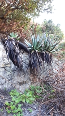 Aloe succotrina