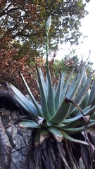 Aloe succotrina