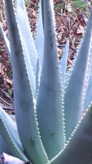 Aloe succotrina