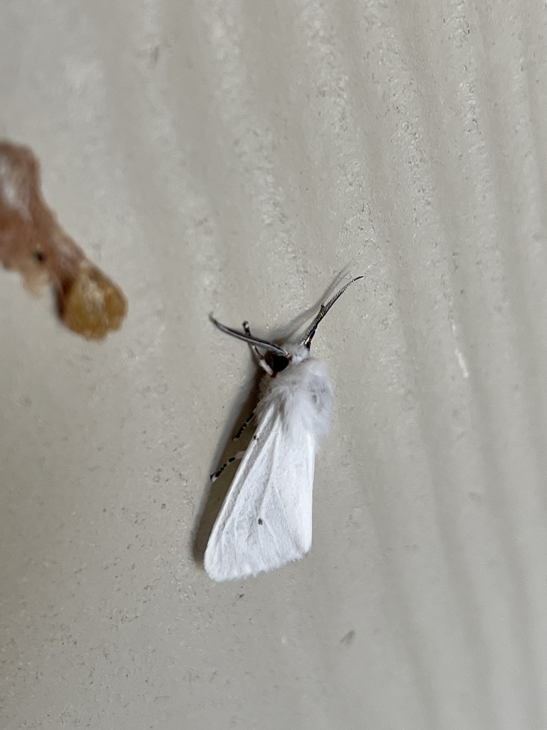 Fall Webworm Moth from Park Rd 2, Ganado, TX, US on April 22, 2024 at ...