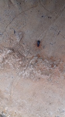 Trachelopachys