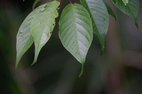 Image of Prunus jamasakura by (c) WATANABE Hitoshi 渡辺仁, some rights reserved (CC BY)