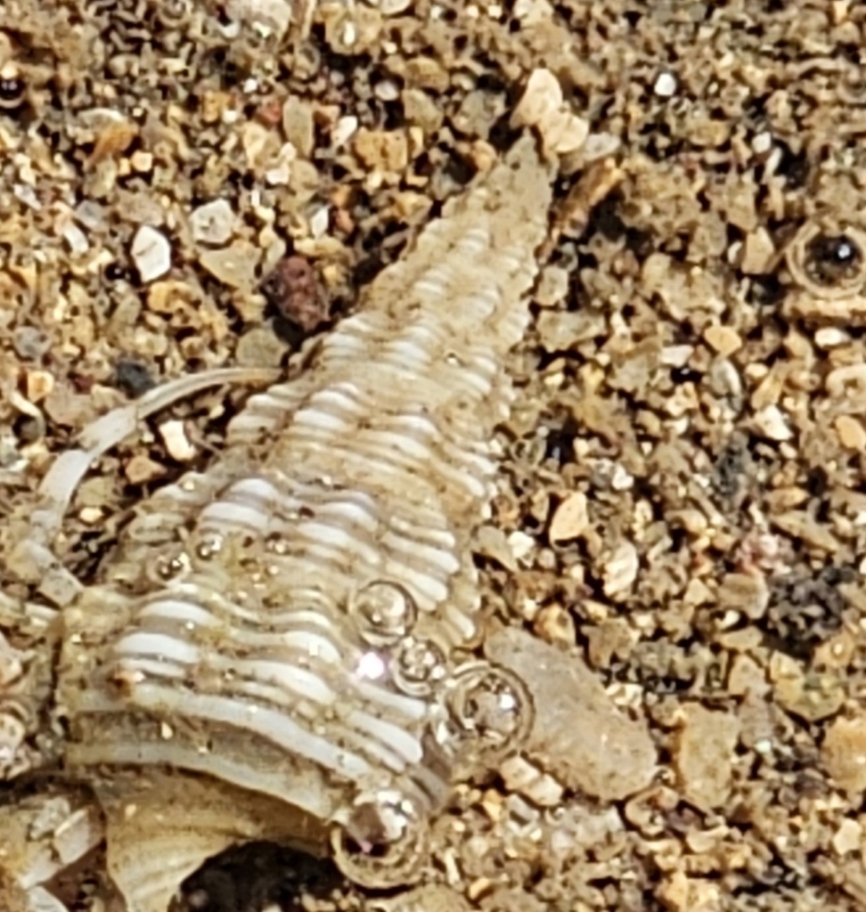 Hercules Club Mud Whelk from Reserve Esplanade at Wellington Point ...