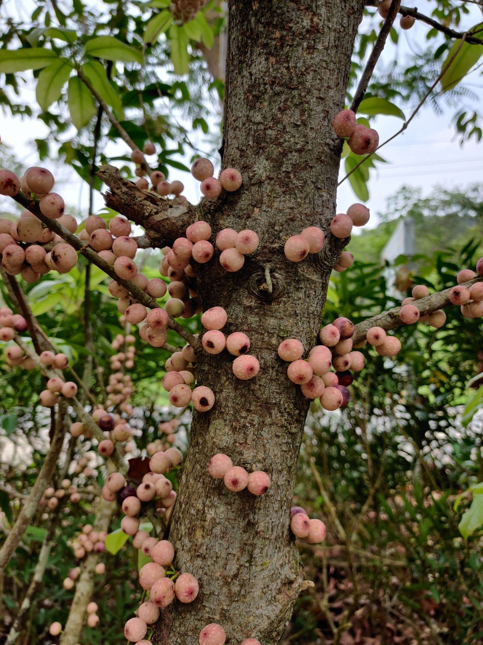 Ficus subpisocarpa (Ficus subpisocarpa)