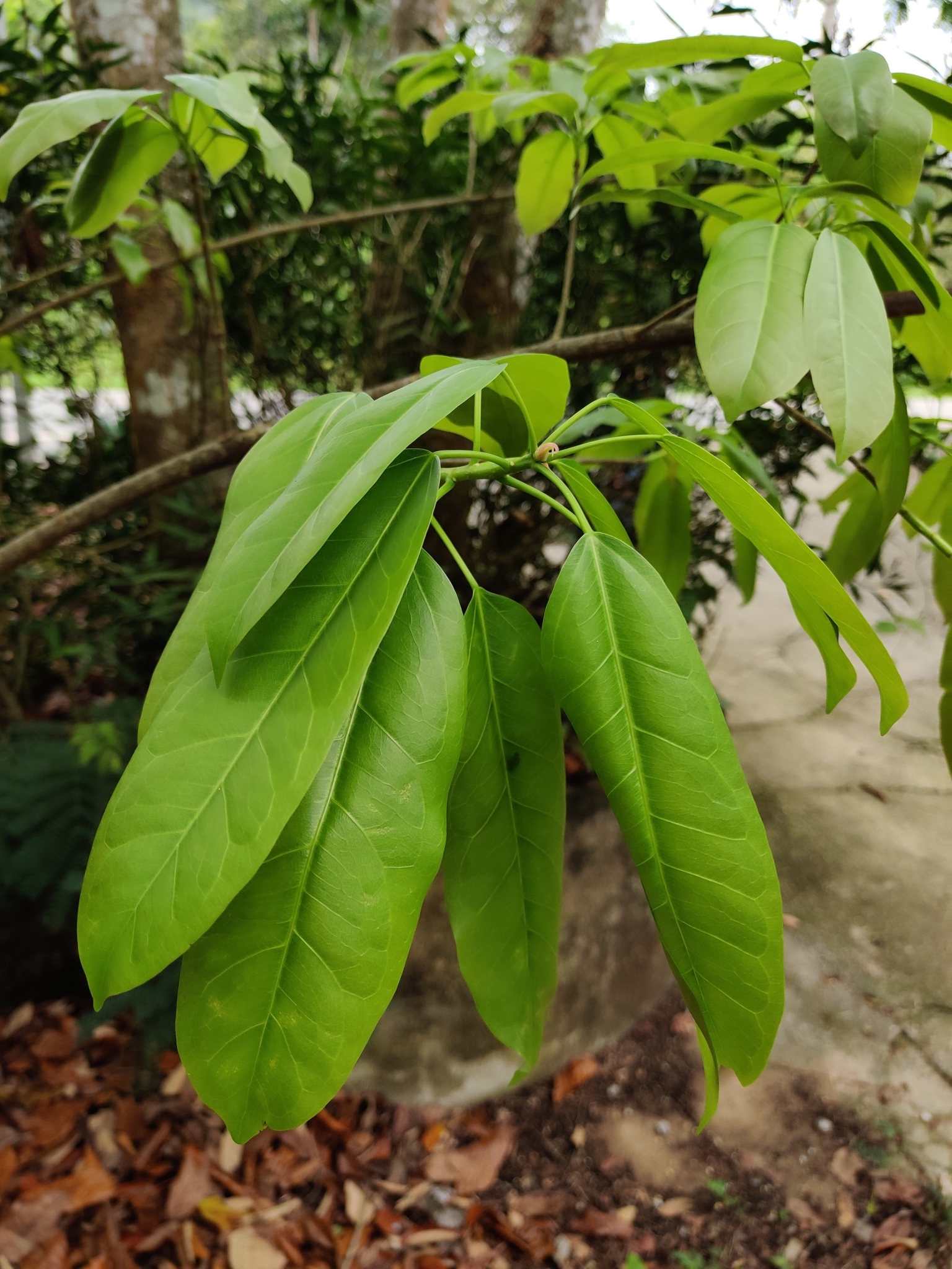 Ficus subpisocarpa — ảnh 2